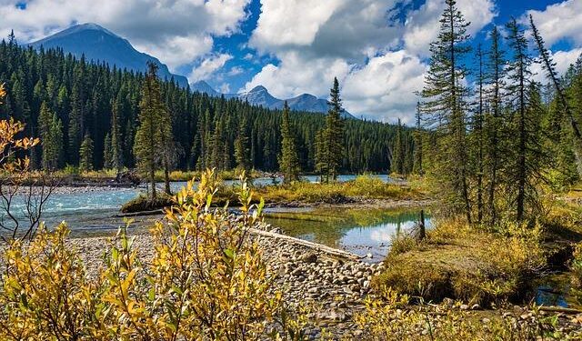 Bank of Canada holds rates, says economy looks better than expected despite tariffs – Reuters