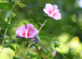 Sharon Osbourne hits out at Kelly Osbourne weight loss critics after Ozzy’s death – The Independent