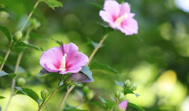 Sharon Osbourne hits out at Kelly Osbourne weight loss critics after Ozzy’s death – The Independent