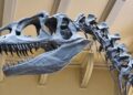 A Hidden Difference Between Dinosaurs and Mammals Is Changing Science’s View of the Past – SciTechDaily