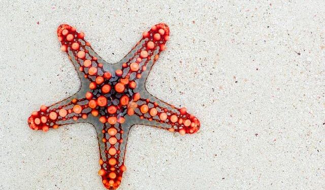 Discover Your Major Visit Day: Marine Biology & Wildlife Ecology and Conservation – Northwest Missouri State University