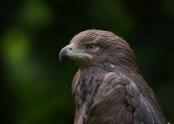 Eagles Tribute Band Will Play Two Concerts In Plymouth – CapeNews.net