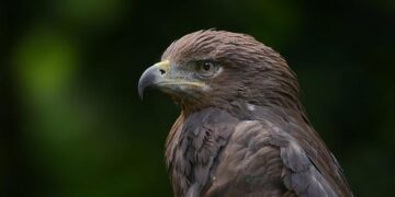 Eagles Tribute Band Will Play Two Concerts In Plymouth – CapeNews.net