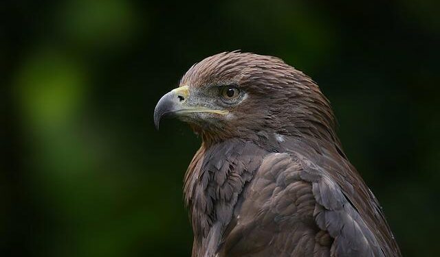 Eagles Tribute Band Will Play Two Concerts In Plymouth – CapeNews.net