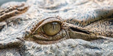 Australia’s Star Entertainment CEO Steve McCann steps down By Reuters – Investing.com