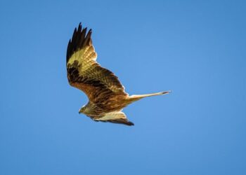 Today’s biggest science news: Comet 3I/ATLAS jet | Flu mutation | Italian bears evolving – Live Science