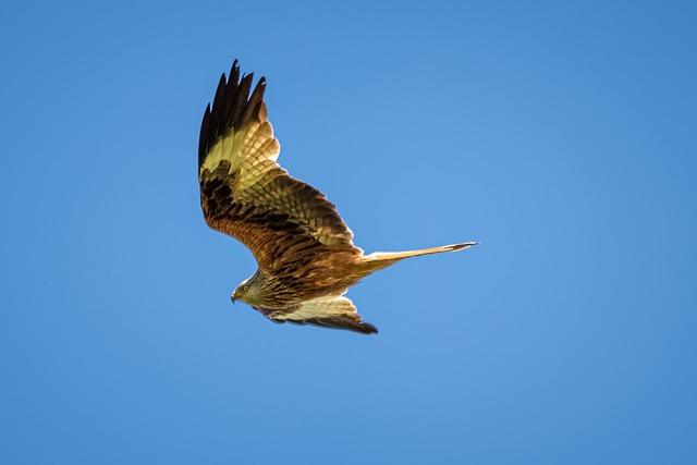 Today’s biggest science news: Comet 3I/ATLAS jet | Flu mutation | Italian bears evolving – Live Science