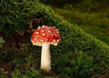 Forest ecology cannot be reduced to arithmetic, says M.I. Varghese [Interview] – Mongabay-India