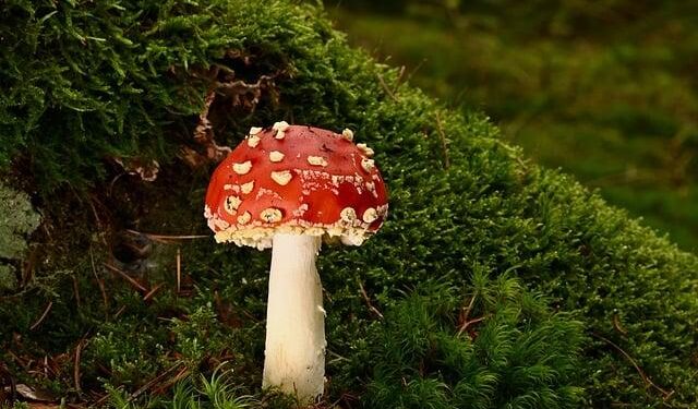 Forest ecology cannot be reduced to arithmetic, says M.I. Varghese [Interview] – Mongabay-India