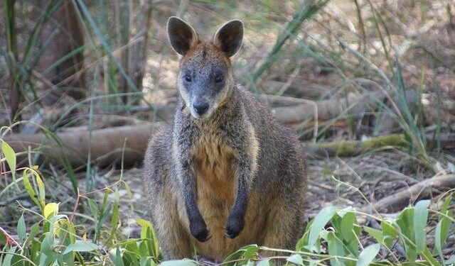 Philip Rivers’ NFL Return Means He Snagged 5 More Years of Health Insurance for His Family of 10 Kids – People.com