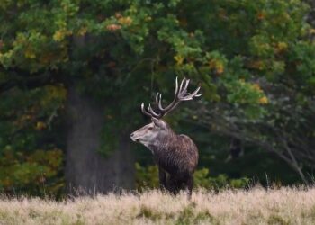 An Outdoorman’s Journal: There’s No Place Like Deer Camp – hngnews.com