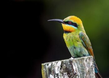 8 specific moments every plant-based eater instantly recognizes that meat-eaters will never understand – VegOut