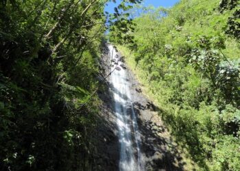 Mānoa: UH study reveals how ocean’s most abundant bacteria diversify – University of Hawaii System