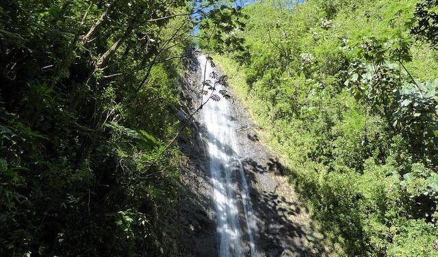 Mānoa: UH study reveals how ocean’s most abundant bacteria diversify – University of Hawaii System