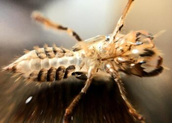 Nate Bargatze is leaving his podcast — and Utah recently saw why – Deseret News