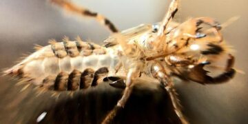 Nate Bargatze is leaving his podcast — and Utah recently saw why – Deseret News