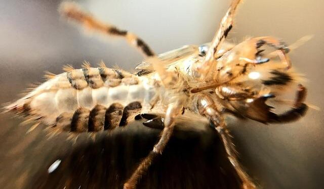 Nate Bargatze is leaving his podcast — and Utah recently saw why – Deseret News