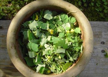 Greater Mohican Audubon Society keeps citizen science, birding alive with Christmas Bird Count – Ashland Source