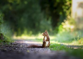 Rodent droppings found on doughnut rolling rack at Dunkin’ during health inspection – MassLive.com