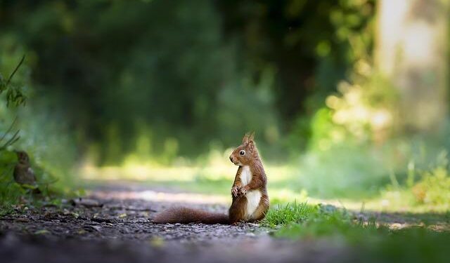 Rodent droppings found on doughnut rolling rack at Dunkin’ during health inspection – MassLive.com