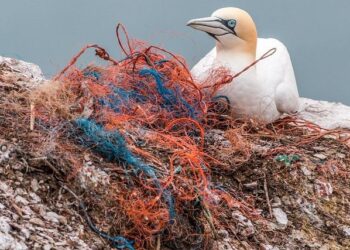 Tackling Global Plastic Pollution – World Wildlife Fund