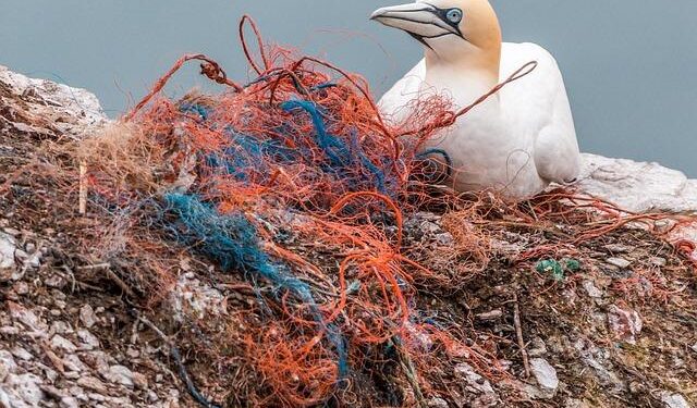 Tackling Global Plastic Pollution – World Wildlife Fund
