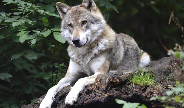 Opinion — Eric Sorenson, Brett Engstrom, and Liz Thompson: We need more wild forests and ecological forestry. – VTDigger