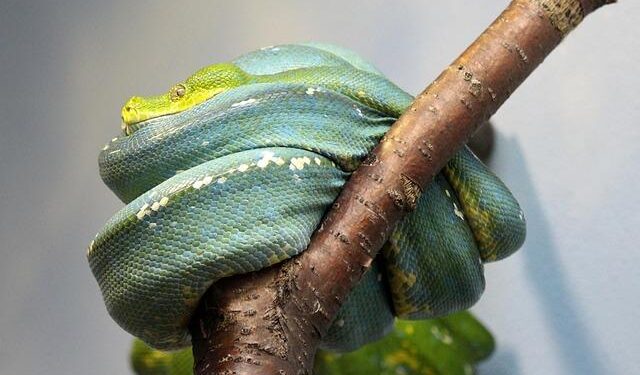 Rep. Moulton goes ‘On the Record’ about US Senate race, health care – WCVB