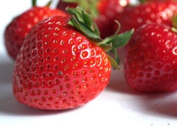 People are going vegan for these surprising reasons (not just animals) – VegOut