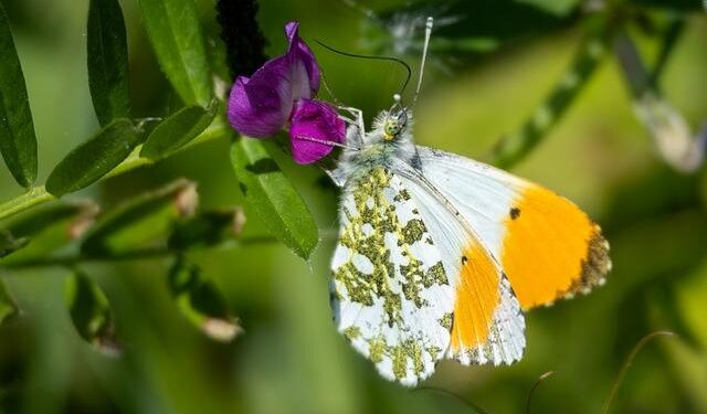 New to veganism? Here are 10 tips I wish I knew sooner – VegOut