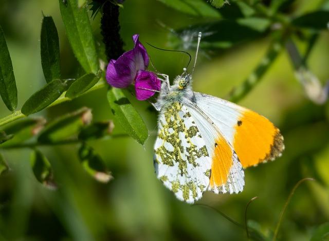 New to veganism? Here are 10 tips I wish I knew sooner – VegOut