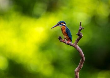 Joe Gruters files kratom bill amid growing government scrutiny – Florida Politics