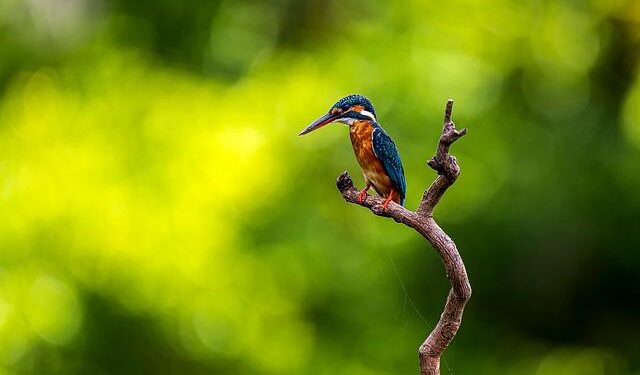 Joe Gruters files kratom bill amid growing government scrutiny – Florida Politics