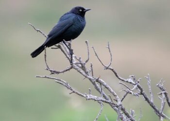 Remember a Brewer: Dave May – Yahoo Sports