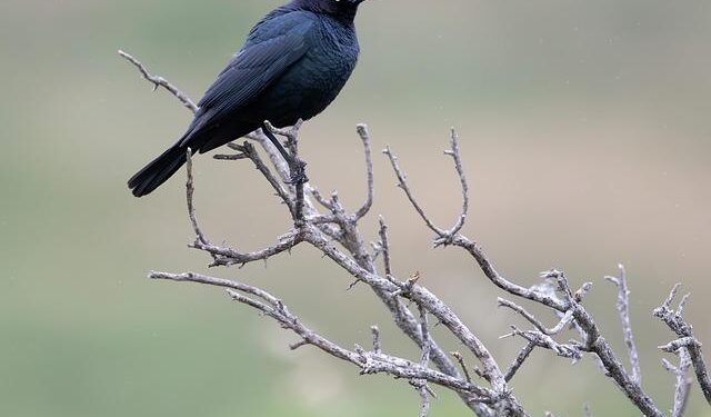 Remember a Brewer: Dave May – Yahoo Sports