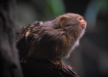 ‘Weird Science’ star makes rare appearance since leaving Hollywood after Steven Seagal divorce – Entertainment Weekly