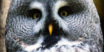 Bart Story Dies: Veteran Entertainment Research Executive Was 63 – Deadline