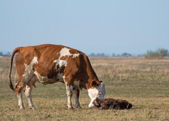 Rural Mainstreet Economy Expands in December – American Ag Network