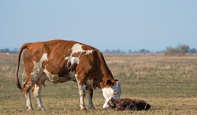 Rural Mainstreet Economy Expands in December – American Ag Network