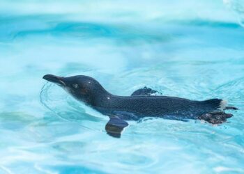 Penguins Prospect Will Horcoff Selected to Represent Team USA at the 2026 World Junior Championship – NHL.com