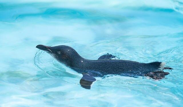 Penguins Prospect Will Horcoff Selected to Represent Team USA at the 2026 World Junior Championship – NHL.com