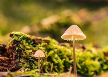 Ecology needs a causal overhaul – Franks – 2025 – Biological Reviews – Wiley Online Library