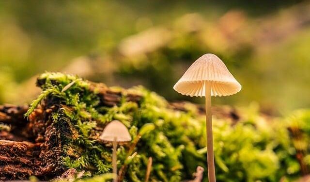 Ecology needs a causal overhaul – Franks – 2025 – Biological Reviews – Wiley Online Library