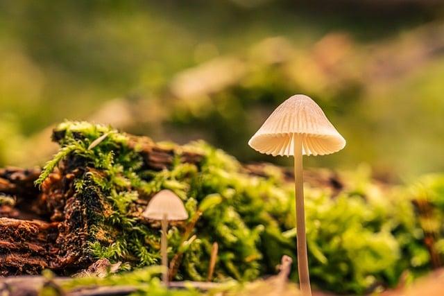 Ecology needs a causal overhaul – Franks – 2025 – Biological Reviews – Wiley Online Library