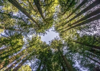 Solano County Science and Engineering Fair returns in March – Daily Republic