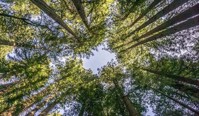 Solano County Science and Engineering Fair returns in March – Daily Republic