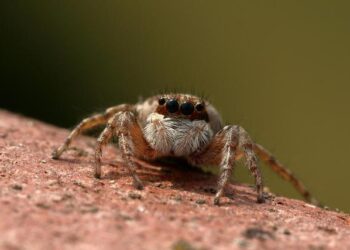 Predators, Mammoth each have NHL-high 7 prospects at 2026 World Junior Championship – NHL.com