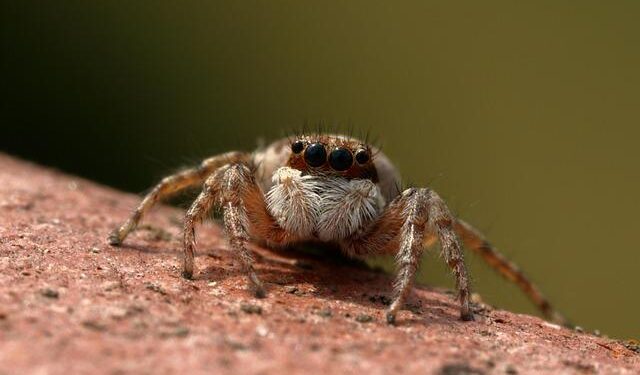 Predators, Mammoth each have NHL-high 7 prospects at 2026 World Junior Championship – NHL.com