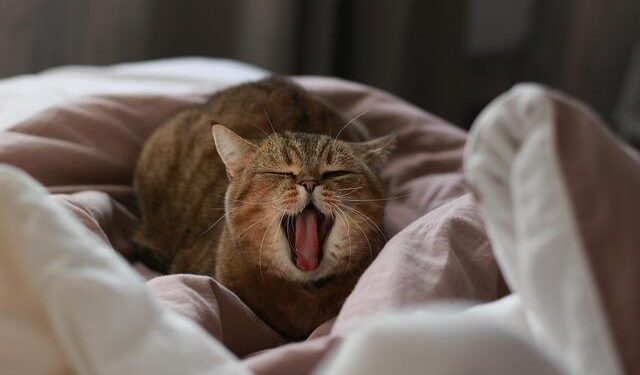 Science history: James Webb Space Telescope launches — and promptly cracks our view of the universe — Dec. 25, 2021 – Live Science