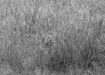 Video | Aravalli Hills News | Mining, Livelihoods And Ecology: Inside The Growing Aravalli Debate – NDTV